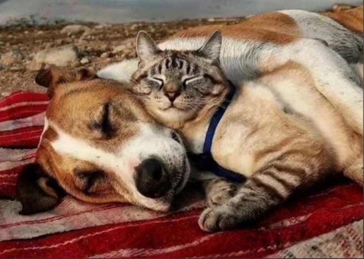 Весь ноябрь в ЭкоМобиль пройдёт сбор еды и вещей для котов и псов!