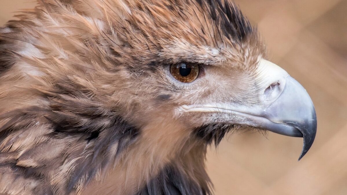 Сегодня дети наших сотрудников с удовольствием провели небольшой субботник в приюте для птиц.