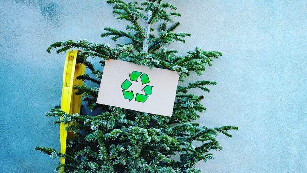 🌲 «Добрые ёлки»: в Тольятти пройдёт акция по сбору хвойных на переработку ♻