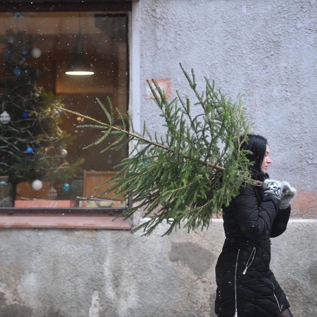 По традиции объявляем о дополнительных точках сбора хвойных в ЭкоМобиль.