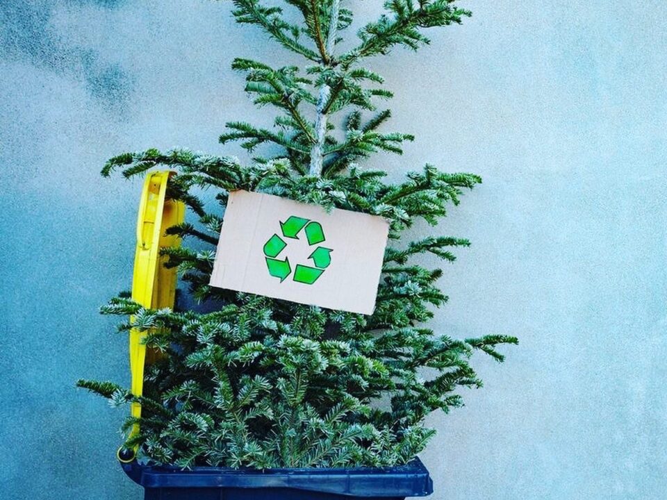 🌲 «Добрые ёлки»: в Тольятти пройдёт акция по сбору хвойных на переработку ♻