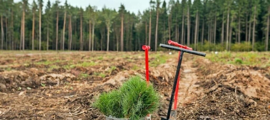 Открыта регистрация на посадку тольяттинского леса