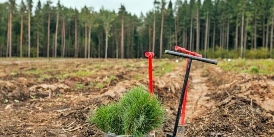 Открыта регистрация на посадку тольяттинского леса