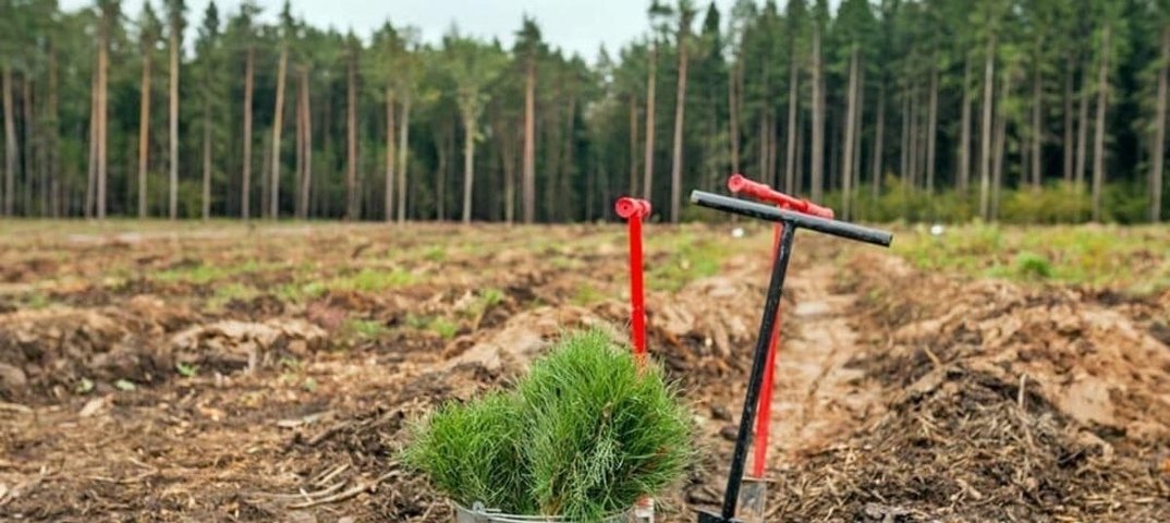 Открыта регистрация на посадку тольяттинского леса