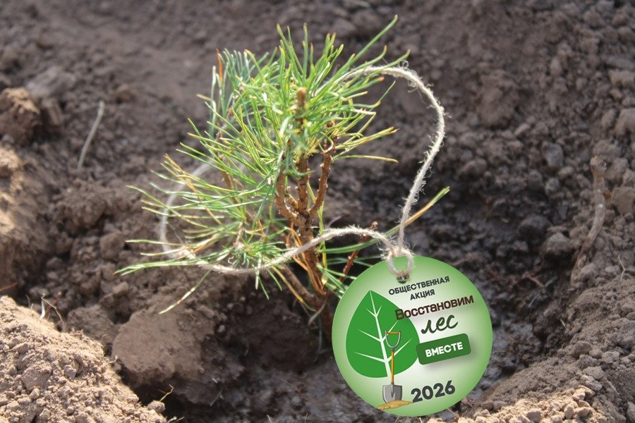 Лес сажаем по-новому: меняем формат посадки.