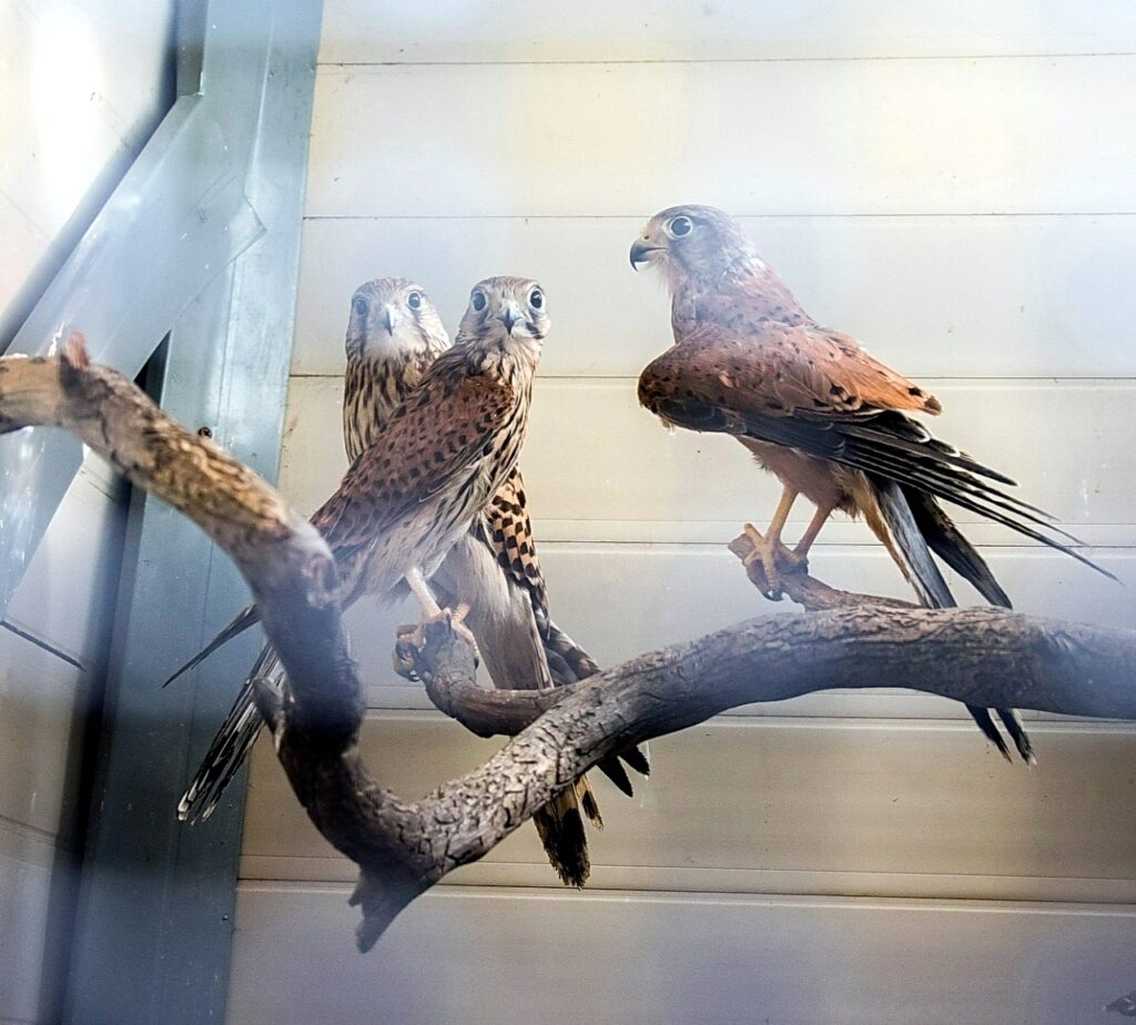 🦅 У Натальи Ивановны в приюте для птиц живут… около 150 пернатых - 42 вида из нашей губернии и иностранные