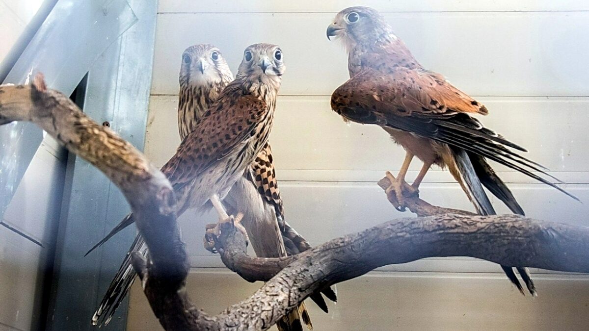 🦅 У Натальи Ивановны в приюте для птиц живут… около 150 пернатых - 42 вида из нашей губернии и иностранные "туристы" из других стран.