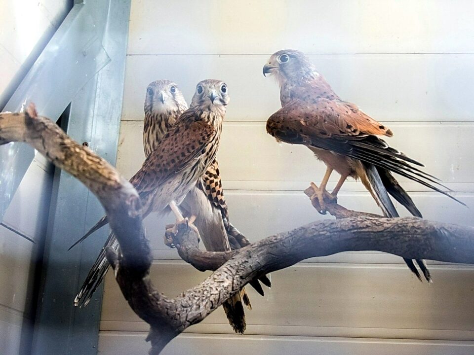 🦅 У Натальи Ивановны в приюте для птиц живут… около 150 пернатых - 42 вида из нашей губернии и иностранные "туристы" из других стран.